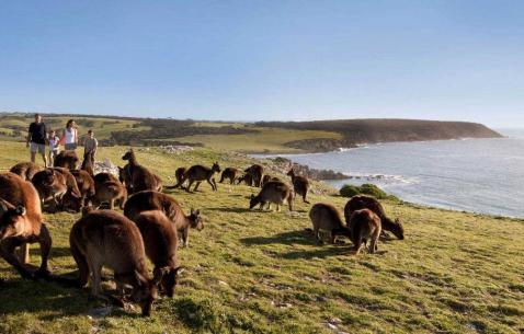Things to do in Kingscote