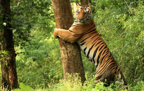 Things to do in Kanha