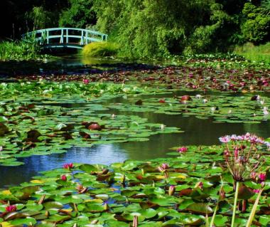 Bennetts Water Gardens Tours Weymouth Ticket Price Timings Bennetts Water Gardens Weymouth United Kingdom Europe