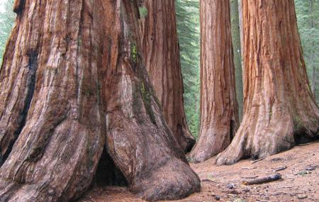 Mariposa Grove Of Giant Sequoias Image