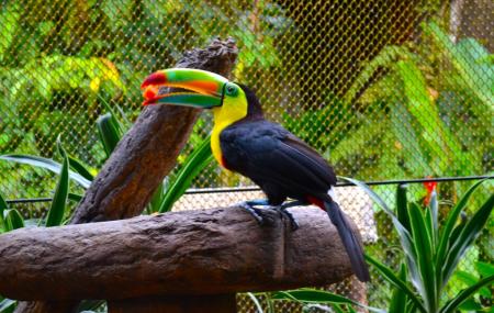 Pura Vida Gardens Waterfalls Image