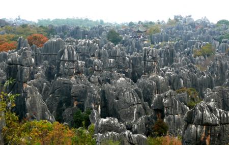 Shilin Stone Forest Image