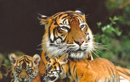 Siberian Tiger Park Image