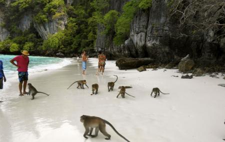 Monkey Beach Image