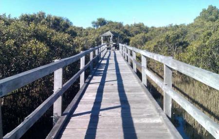 Mangrove Boardwalk Image