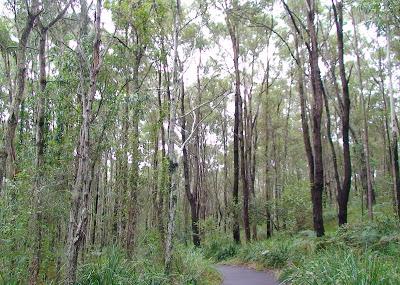 Coombabah Lakelands Conservation Area- Western Section Image