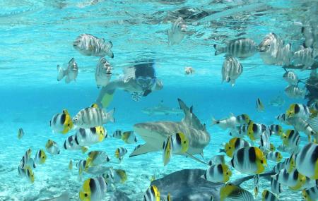 Bora Bora Lagoonarium Image