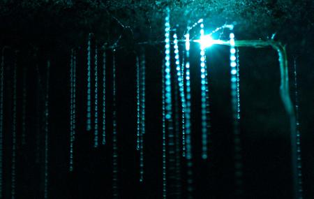 Waitomo Caves Image