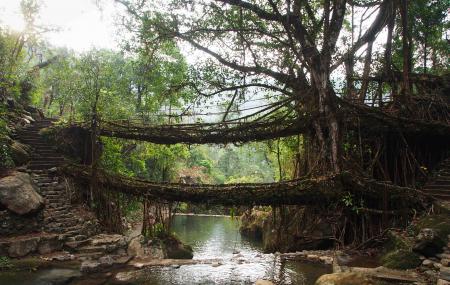 Double Decker Living Root Bridge Image