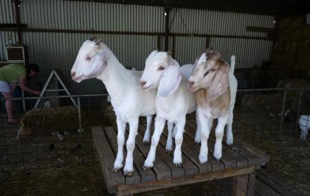Denmark Animal Farm & Pentland Alpaca Stud Image