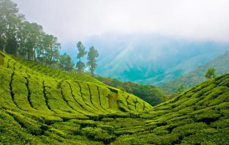 Kolukkumalai Tea Estate Image