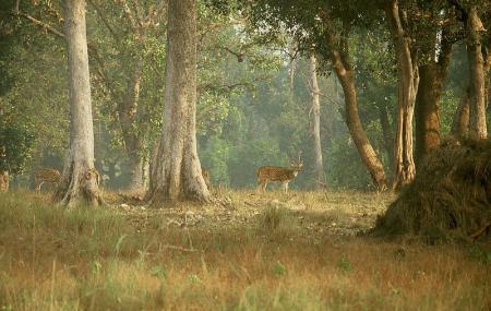 Kanha National Park Image