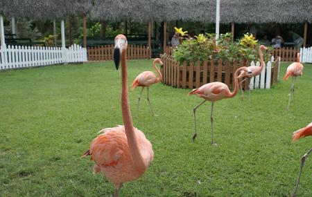 Ardastra Gardens, Zoo And Conservation Centre Image